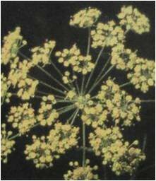 ������ �������