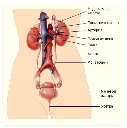 ����������� ����������������� �������